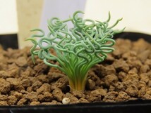 ■[W147]torta トルタ　実生苗　ヤマト運輸 【多肉植物　Bulbine　ブルビネ】_画像3