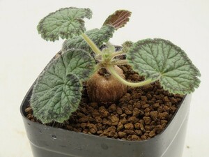 ■[W146]barklyi バークリー　実生苗　ヤマト運輸 【多肉植物　Pelargonium　ペラルゴニウム】