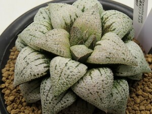 ■[W112]青木コントラスト×白拍子　実生　未繁殖　ヤマト運輸 【多肉植物　Haworthia　ハオルチア　ハオルシア】