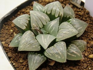 ■[W070]特WDW白百合実生×ガラスのマリー実生　実生　未繁殖　ヤマト運輸 【多肉植物　Haworthia　ハオルチア　ハオルシア】