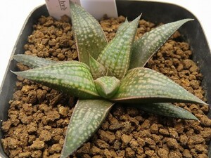 ■[W013]葵赤兎馬兄弟　ヤマト運輸 【多肉植物　Haworthia　ハオルチア　ハオルシア】