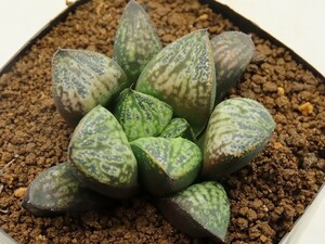 ■[W043]♀花朧　♂特古都姫葵F2　実生　未繁殖　ヤマト運輸 【多肉植物　Haworthia　ハオルチア　ハオルシア】