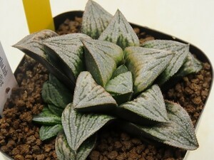 ■[W041]♀ブーメランBig　♂Mary　実生　未繁殖　ヤマト運輸 【多肉植物　Haworthia　ハオルチア　ハオルシア】