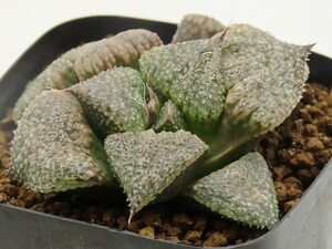 ■[W005] 銀イグアナ　ヤマト運輸 【多肉植物　Haworthia　ハオルチア　ハオルシア】