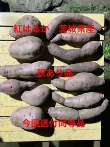 紅はるか　10キロ（5kg×2箱）　令和５年茨城県産　訳あり&丸型