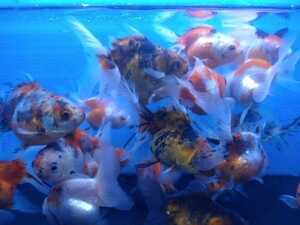 極上美金魚♪オランダ♪ランダムで３匹セット♪約４〜６センチ　当歳　将来期待大　ランダムで３匹♪楽しみなオランダちゃん♪売り切り♪