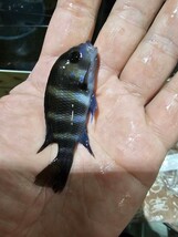 フロントーサザイール　熱帯魚　観賞用　　約７〜９センチ インドネシア便WILD　　将来期待超大♪ビックに育てて迫力のフロントーサに♪_画像8