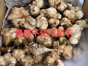 農薬不使用菊芋、香川県産コンパクトBOXいっぱい 