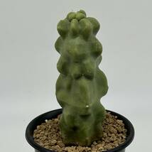 ◆ロホセレウス　福禄寿 モンスト　綴化　柱サボテン◆サボテン・多肉植物　◆CACTI7◆1597_画像4