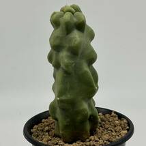 ◆ロホセレウス　福禄寿 モンスト　綴化　柱サボテン◆サボテン・多肉植物　◆CACTI7◆1597_画像1