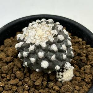 ◆コピアポア　テヌイシマ◆サボテン・多肉植物　◆CACTI7◆599