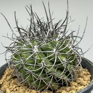 ◆ネオポルテリア　暗黒王　エリオシケ◆サボテン・多肉植物◆CACTI7◆1575