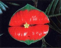 サイコトリア・エラータ　　　神秘の花　造化の妙　魅惑の唇　夜の淑女たち　種10粒　_画像4