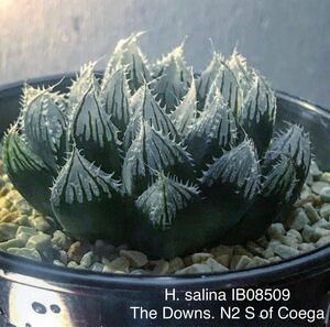 haworthia salina IB08509 / サリナ /多肉植物 ハオルシア 