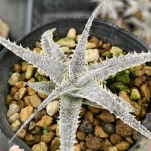 Dyckia marnier-lapostollei var. estevesii ディッキア マルニエルラポストレイ エステべシー_画像4