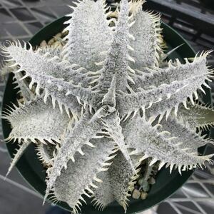 Dyckia marnier-lapostollei var. estevesii ディッキア マルニエルラポストレイ エステべシー