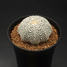 Vタイプ、アロータイプ、スーパー兜：サボテン アストロフィツム属 アステリアス Astrophytum asterias V-type Arrow (2309-V19) ※実生_画像5