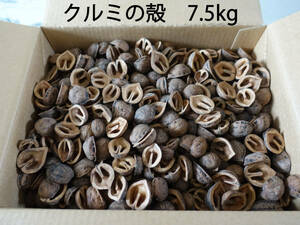 国産 クルミの殻（約7.5kg）ガーデニング マルチング 鉢植え クラフト 木の実