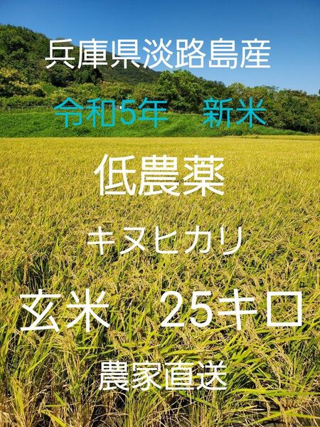 【令和5年新米】兵庫県淡路島産キヌヒカリ25キロ(低農薬玄米)農家直送
