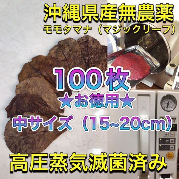 100枚　高圧蒸気滅菌済み沖縄県産無農薬モモタマナ お徳用！中サイズ（15~20cm）マジックリーフ