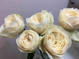 和薔薇挿苗