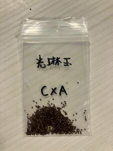 光琳玉 C×A 種子 30粒 ギムノカリキウム サボテン　Gymnocalycium cardenasianum