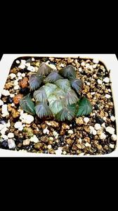 選抜美株 Haworthia obtusa 'Kyodai Akasen lens × davidii IB6970 Payne's Hill ハオルチア カクタス西産 巨大赤線レンズ × ダヴィディ 