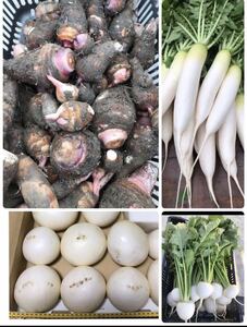 冬野菜セット　2kg箱込　里芋、かぶ、大根　徳島県　栽培中農薬不使用です