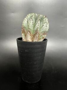 ユーフォルビア　ホリダ1　Euphorbia horida　観葉植物　塊根植物　多肉植物　サボテン