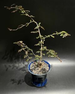 オペルクリカリア デカリー 多肉植物 塊根植物 観葉植物 サボテン 鉢付き 実生