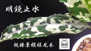 ★BEGO-SELECT★アグラオネマ　明鏡止水★Aglaonema Pictum ”明鏡止水” GG BNN　from sibolga timur 【AZ1013-3b】★