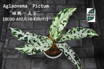 ★BEGO-SELECT★アグラオネマ　※通常と変更有、説明熟読願います※★Aglaonema　Pictum　"姫鶴一文字"【BEGO-A02/L10-X20/f1】★_画像2