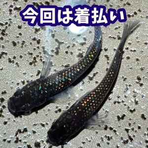 【貧血寝々】極上　星田めだかさん血統　ブラック蜜柑　1ペア　若魚　メダカ