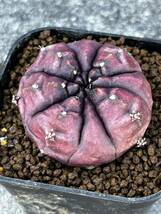 gymnocalycium DAY dream ギムノカリキウム デイドリーム_画像3