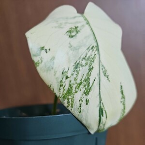 モンステラ デリシオーサ レガシー Monstera Deliciosa Legacy 1円スタート 最安