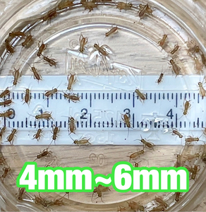 ヨーロッパイエコオロギ　SSSサイズ(4mm～6mm) 200匹＋リピーター様限定増量20％＋死着[保証]10％＆死着[補償]あり　送料無料　