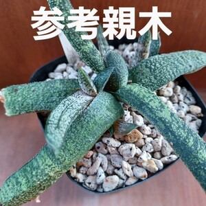 珍品　ガステリア　コウモリ/ドロミチカ/多肉植物/観葉植物/サボテン