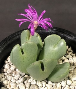 トマシ(ハナエ)(カミエスベルグ)　Tomasi Kamiesberg　　 コノフィツム 　Conophytum 　多肉植物