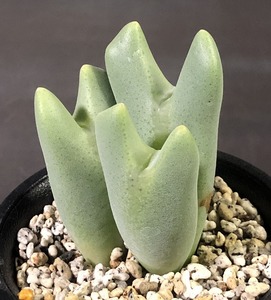 白花ビロバム　bilobum PV1115 umdaus　　 コノフィツム 　Conophytum 　多肉植物