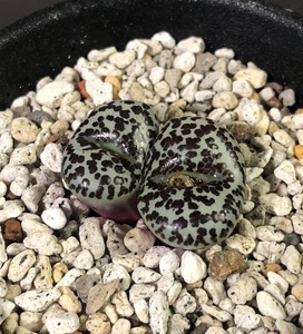 オブコルデルム　”ブラックベリー”　obcordellum ”Black berries”　　 コノフィツム 　Conophytum 　多肉植物