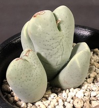 エルニアナム taylorianum ssp.ernianum MG1456.1　　 コノフィツム 　Conophytum 　多肉植物_画像1