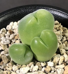 藻玲玉　SB641 Bloutoring MG1509.83 Gibbaeum cryptopodium　　 コノフィツム 　Conophytum 　多肉植物