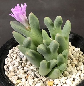 ブランダム ARM.985　blandum ARM.985　　 コノフィツム 　Conophytum 　多肉植物