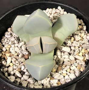 魔玉　Lapidaria margaretae 　　ラピダリア　　 　多肉植物