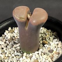 大型風鈴玉　friedrichiae　　 コノフィツム 　Conophytum 　多肉植物_画像1