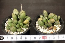 マリアニアエ交配　２鉢セット　 Adromischus marianiae hyb.　　 コノフィツム 　Conophytum 　多肉植物_画像1