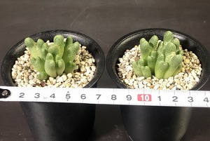 カラモエペンセ　２鉢セット　marginatum v.karamoepense　　 コノフィツム 　Conophytum 　多肉植物