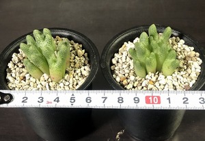 カラモエペンセ　２鉢セット　　marginatum v.karamoepense　　 コノフィツム 　Conophytum 　多肉植物