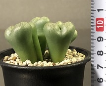 エクティプム×ビロブム(緑肌)　ectypum ×　bilobum(green body)　　 コノフィツム 　Conophytum 　多肉植物_画像5