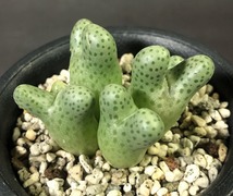 カラモエペンセ　ARM955D marginatum v.karamoepense　　 コノフィツム 　Conophytum 　多肉植物_画像2